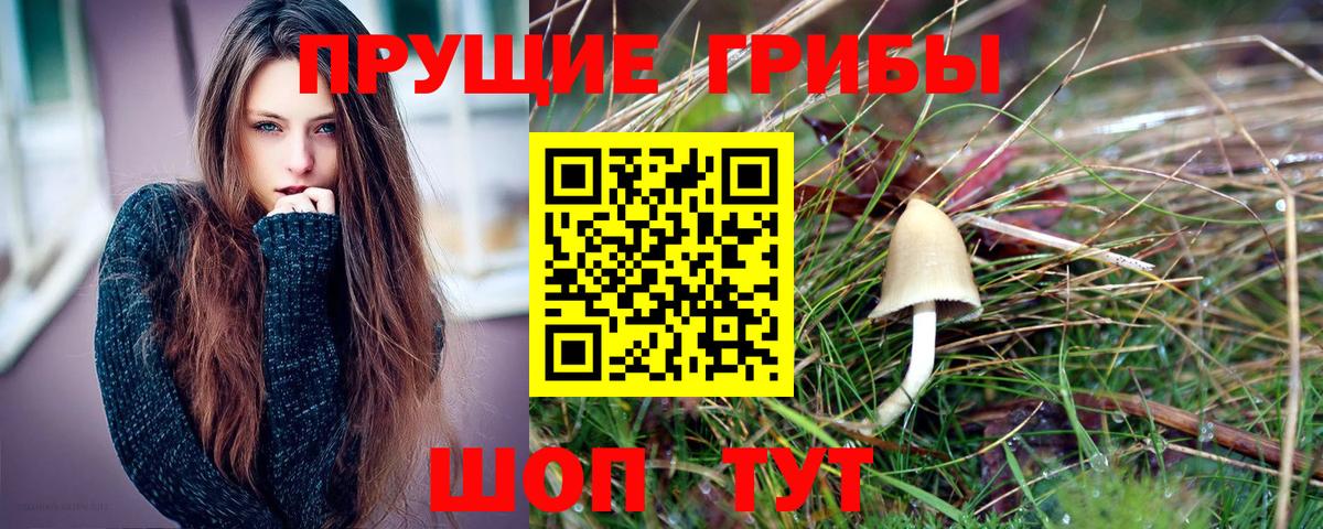 Псилоцибиновые грибы Psilocybe Тамбов